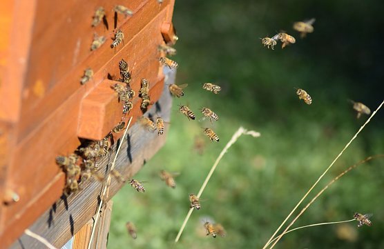 Schnupperkurs f&uuml;r angehende Imker im November (Foto: Thomas Soszynski)