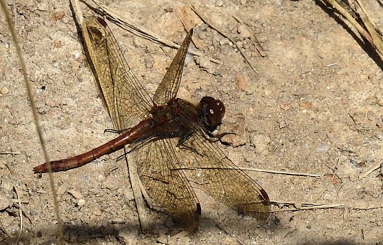 Peter Blei unterwegs (Foto: Peter Blei)