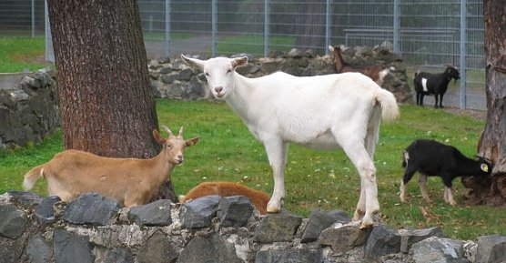 Was guckst Du! (Foto: psv)