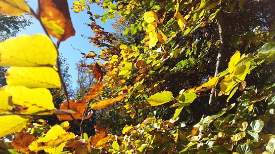 Herbstlaub im Harzwald (Foto: Naturpark Kyffhäuser/Südharz) Herbstlaub im Harzwald (Foto: Naturpark Kyffhäuser/Südharz)