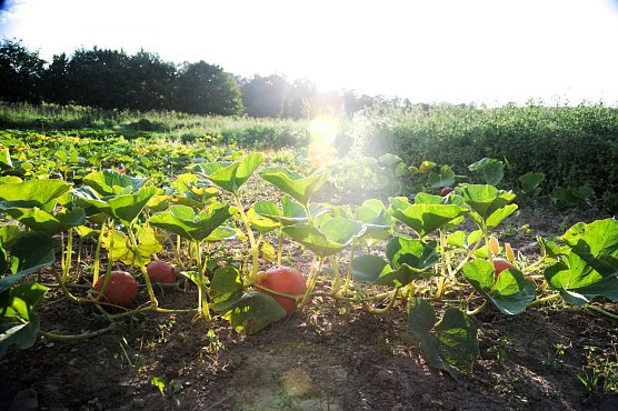 &Ouml;kologischer Landbau (Foto: LIFT gGmbH)