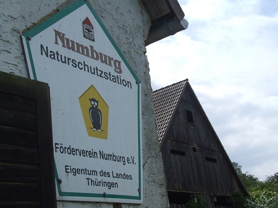 Gl&uuml;ckliche Flederm&auml;use an der Numburg (Foto: Wolfgang Sauerbier)