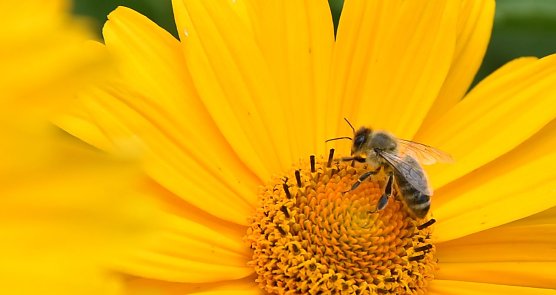 Neues aus der S&uuml;dharzer Imkergemeinschaft (Foto: privat)