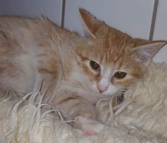 Tier der Woche: Emilio (Foto: Tierheim Nordhausen)