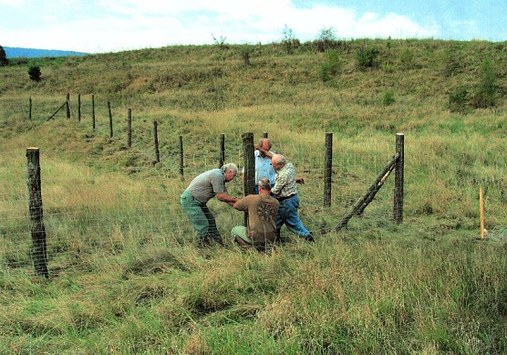 Schon seit einigen Jahrzehnten pflanzt Hartmuth Bauer Bl&uuml;h- und Beerenstr&auml;ucher in der Feldflur. Im Bild (links) z&auml;unt er mit flei&szlig;igen Helfern der Jagdgenossenschaft ein Feld ein, auf dem auch Schutzhecken entstanden, auch f&uuml;r Rebh&uuml;hner (Foto: privat)