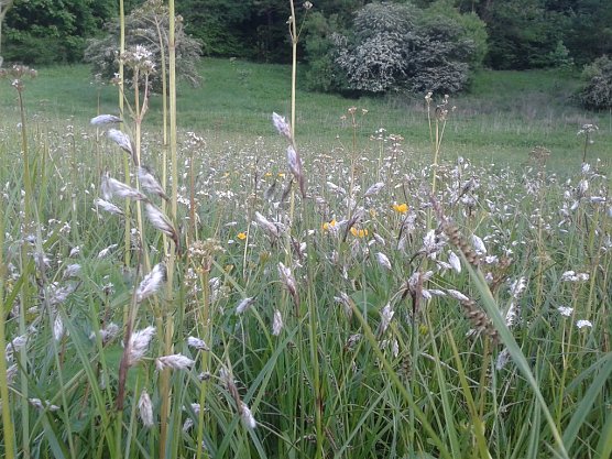 Durch kontinuierliche, von Mitgliedern und Freunden des BUND-Kreisverbandes Nordhausen durchgef&uuml;hrte Mahd entwickelte sich in einem kalkreichen Flachmoor im NSG R&uuml;digsdorfer Schweiz ein Massenbestand des gef&auml;hrdeten Schmalbl&auml;ttrigen Wollgrases (Foto: Bodo Schwarzberg)