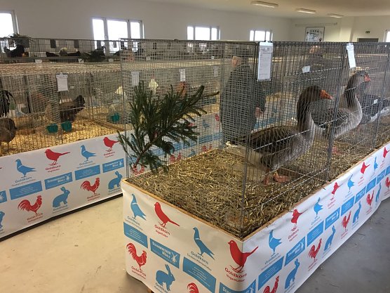 54. Kreisausstellung der Gefl&uuml;gelz&uuml;chter (Foto: Udo Hofmann)