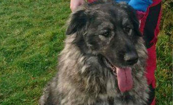 Nasja (Foto: Tierheim Nordhausen)