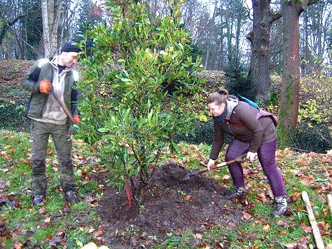 Sandra Panse beim Pflanzen der Immergr&uuml;nen Eiche (Foto: privat)