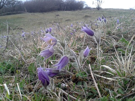 Gemeine Kuhschelle (Foto: Bodo Schwarzberg)