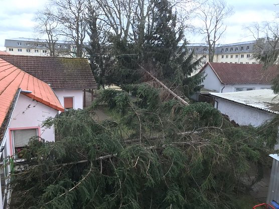 Umgeknickte B&auml;ume in der Reichsstra&szlig;e (Foto: privat)