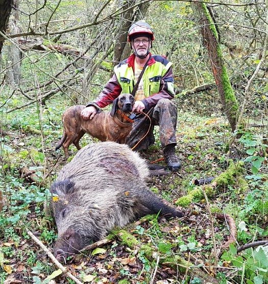 Ulrich Tischer erlegte einen angeschossenen Keiler, den seine Schwei&szlig;h&uuml;ndin aufsp&uuml;rte. Ein Fangschuss erl&ouml;ste ihn von seinen Qualen. Was soll bei diesem Anblick widerlich sein? Es ist die Realit&auml;t, weidgerecht (Foto: privat)
