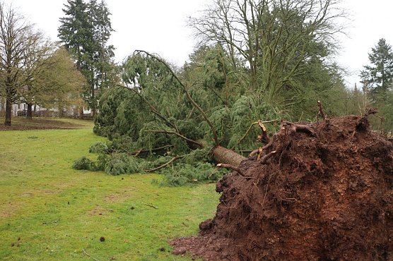 Sturmschäden in Nordhausen (Foto: Angelo Glashagel) Sturmschäden in Nordhausen (Foto: Angelo Glashagel)