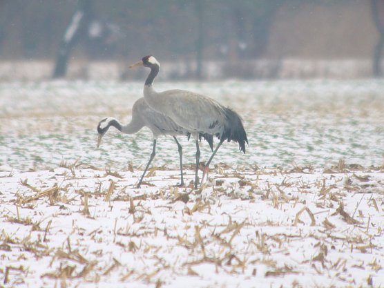 Kraniche im Schnee  (Foto: Biosph&auml;renreservat Karstlandschaft S&uuml;dharz)