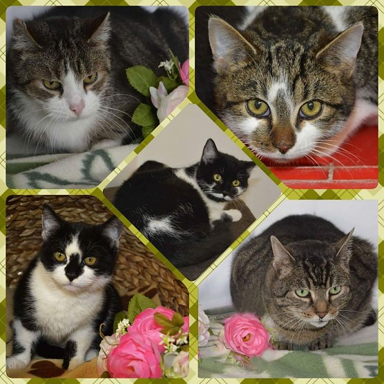 Tiere der Woche: Ulla, Ulf, Udo, Uta und Ulli (Foto: Tierheim Nordhausen) Tiere der Woche: Ulla, Ulf, Udo, Uta und Ulli (Foto: Tierheim Nordhausen)