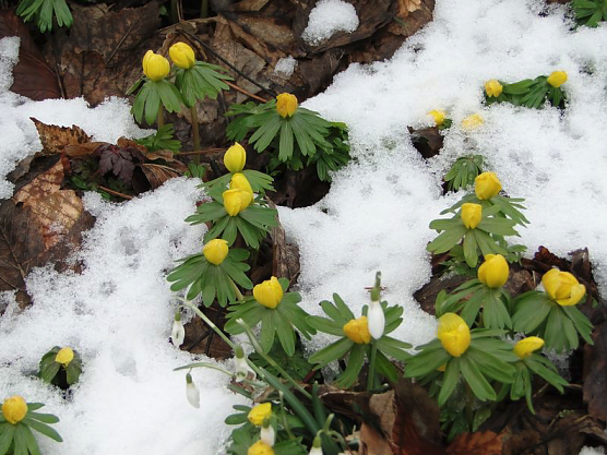 Fr&uuml;hlingsgef&uuml;hle im Park Hohenrode - am Valentinstag &ouml;ffent das Caf&eacute; im Kutscherhaus wieder seine Pforten f&uuml;r Verliebte (Foto: F&ouml;rderverein Park Hohenrode)