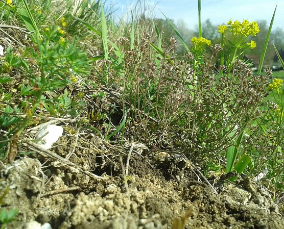 Zwerg-Steppenkresse bei Ellrich (Foto: Bodo Schwarzberg)