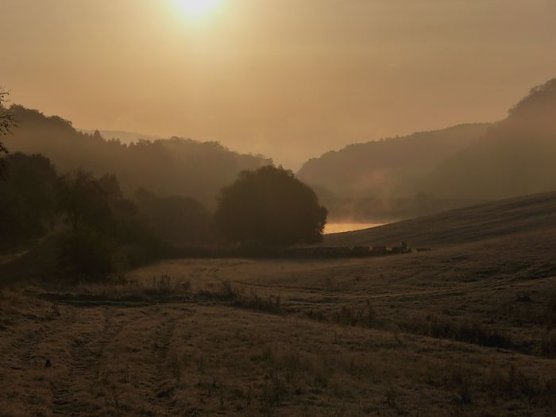 Aufgegangen (Foto: K. K&ouml;nig)