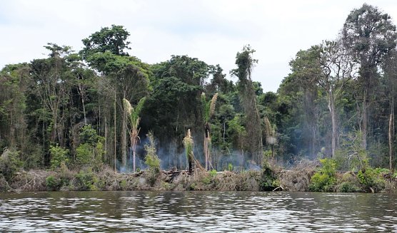 Brandrodung (Foto: Karin Schmauder)