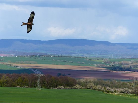 Rotmilan auf Nahrungssuche (Foto: LPV) Rotmilan auf Nahrungssuche (Foto: LPV)