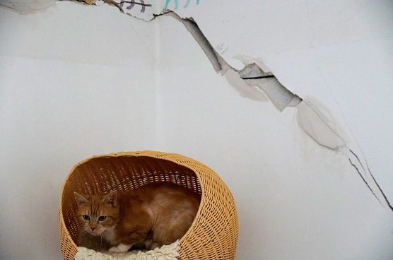 Fassadenschäden am Katzenhaus bereiten dem Tierheim Sorgen (Foto: Cornelia Wilhelm) Fassadenschäden am Katzenhaus bereiten dem Tierheim Sorgen (Foto: Cornelia Wilhelm)