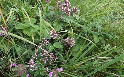 Zwei Sonntagswanderungen (Foto: Pressestelle Landratsamt Nordhausen)