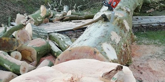 300 Jahre alte Platane wurde gef&auml;llt (Foto: privat)