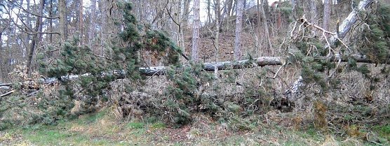 Vom Sturm aus der Wurzel gerissen, liegen m&auml;chtige Kiefernb&auml;ume im Wald am Kuhberg kreuz und quer. (Foto: Kurt Frank)