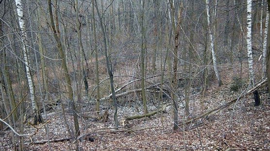 Nach der gro&szlig;en und sehr erfolgreichen Aufr&auml;umungsaktion im Gehege, die nnz gemeinsam mit dem damaligen Oberb&uuml;rgermeister Klaus Zeh im April 2014 startete, erfolgten keine nennenswerten Eins&auml;tze mehr. Man sieht es. (Foto: Kurt Frank)