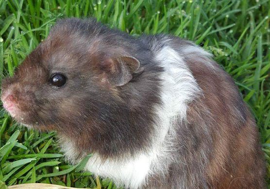 Tier der Woche: Teddy (Foto: Tierheim Nordhausen)