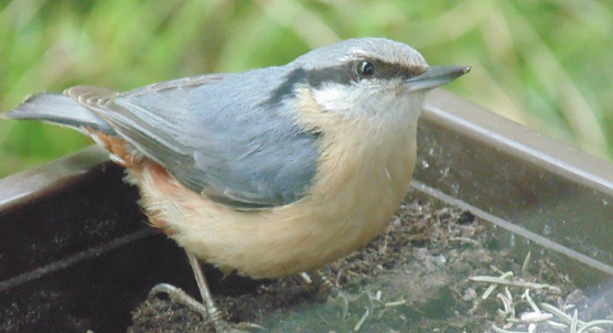 Mit dem Fotoapparat auf der Pirsch (Foto: privat)