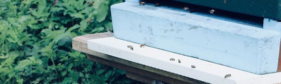Ohne den Menschen w&uuml;rde die Biene nicht &uuml;berleben (Foto: Angelo Glashagel)