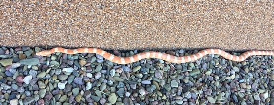 Beim Morgenspaziergang entdeckt (Foto: privat)