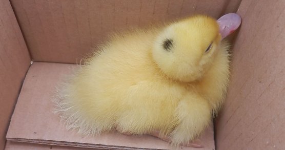 Gerettet (Foto: Zoll)