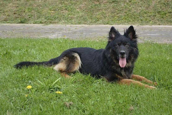 Tier der Woche: Anka (Foto: Tierheim Nordhausen) Tier der Woche: Anka (Foto: Tierheim Nordhausen)