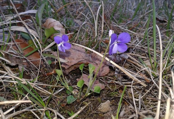 Sand-Veilchen (Foto: B. Schwarzberg)