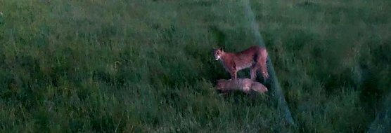 Luchs-Sichtung bei Auleben (Foto: privat)