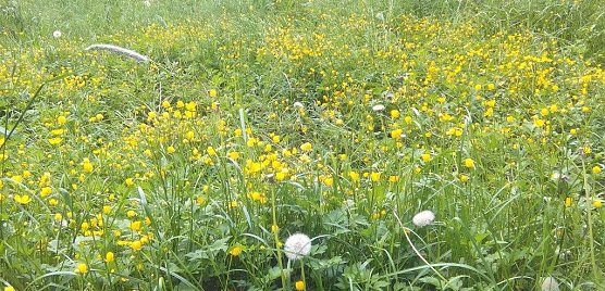 Gelbe Blumen zwischen dem Gras im Stadtpark vor der Mahd. (Foto: Kurt Frank)