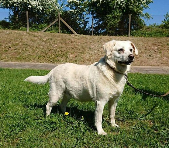 Tier der Woche: Chalia (Foto: Tierheim Nordhausen)