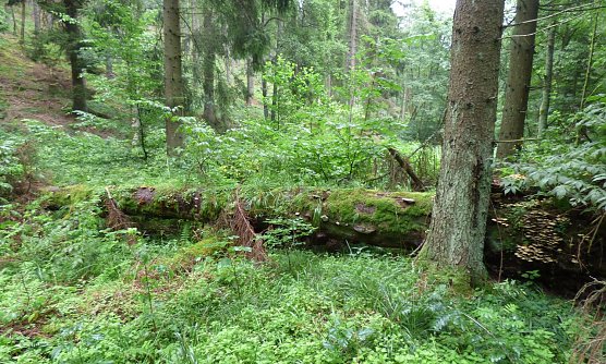 Natur pru (Foto: F. Ballhause)