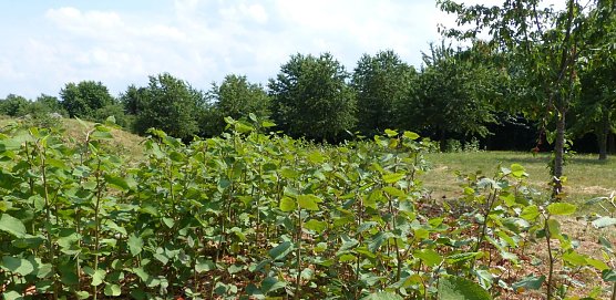 Kirschen bleiben in diesem Jahr h&auml;ngen (Foto: nnz)