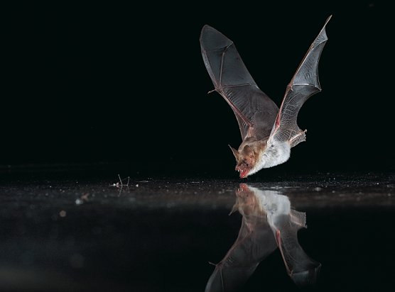 Wasserflederm&auml;use sind auch an der Salza zu Hause (Foto: Naturpark Kyffh&auml;user/S&uuml;dharz)