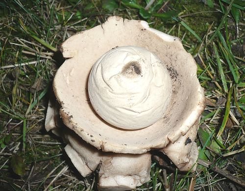 Selten, aber schön (Foto: Hankel) Selten, aber schön (Foto: Hankel)