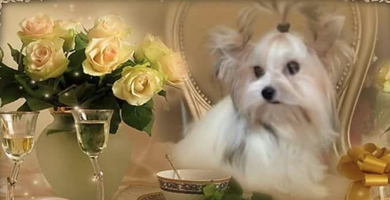 Sch&ouml;nheitspflege f&uuml;r Vierbeiner (Foto: privat)