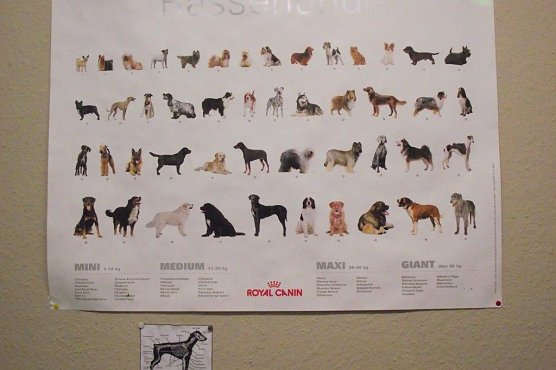 Auf einem Bild an der Wand sind verschiedene Hunderassen zu sehen. Auch Riesen unter ihnen erhalten eine Sch&ouml;nheitskur (Foto: Kurt Frank)