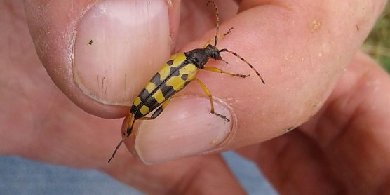Der Gefleckte Schmalbock (Leptura maculata) ist ein nicht seltener Bewohner unserer Landschaft. (Foto: B. Schwarzberg)