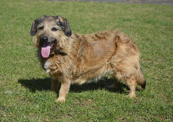 Tier der Woche: Ilse (Foto: Tierheim Nordhausen) Tier der Woche: Ilse (Foto: Tierheim Nordhausen)