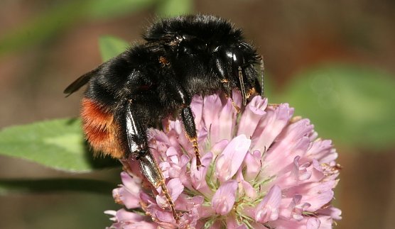 Steinhummel (Foto: Helge May)