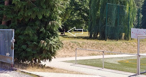 Hundetraining (Foto: privat)