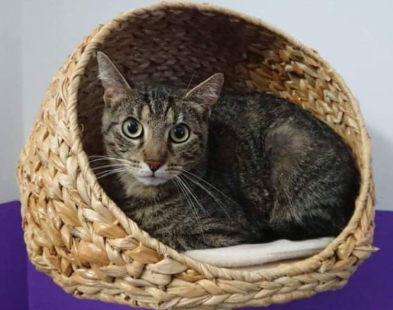 Tier der Woche: Paul (Foto: Tierheim Nordhausen)